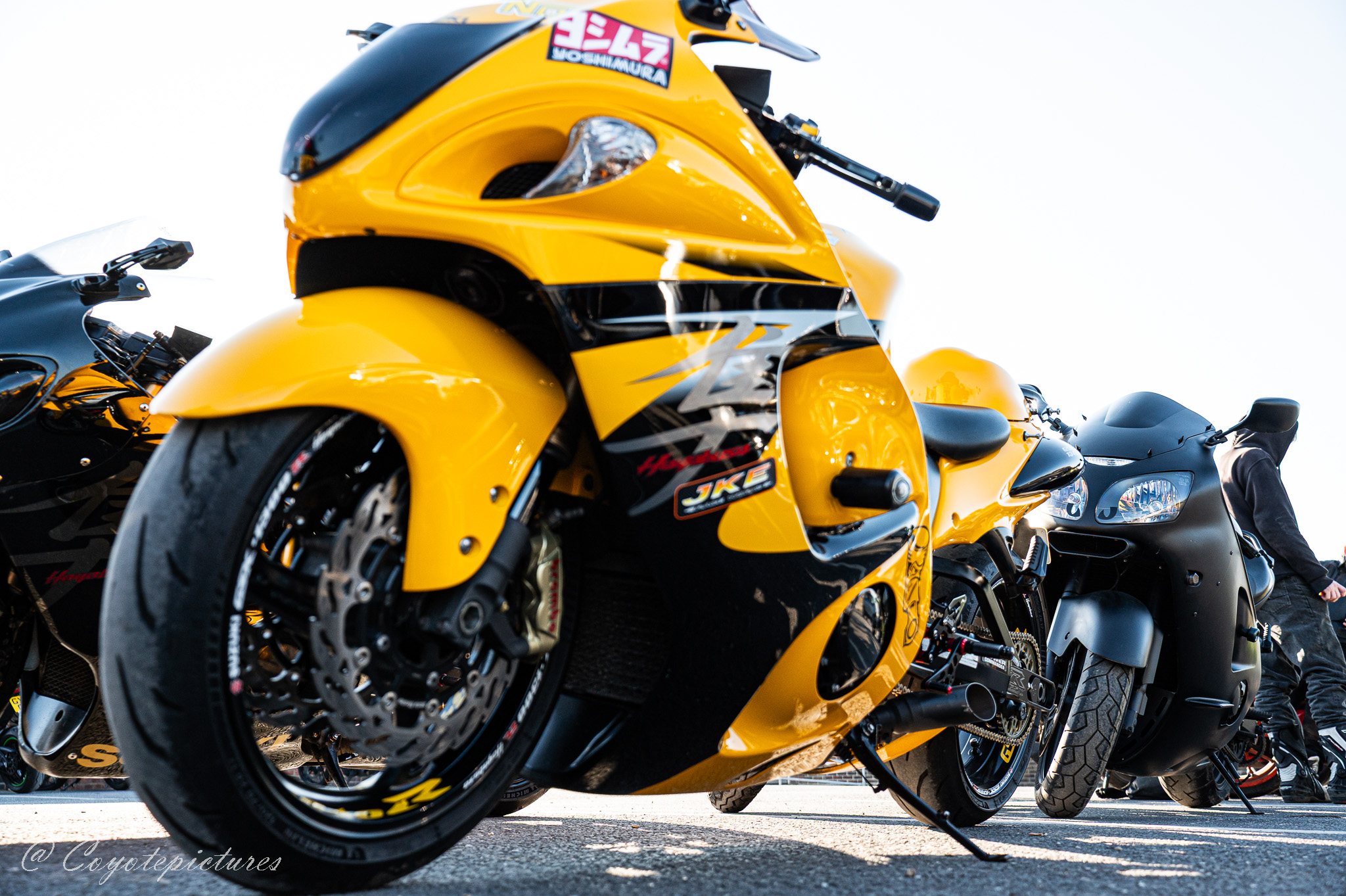 Community upload by Coyote pictures